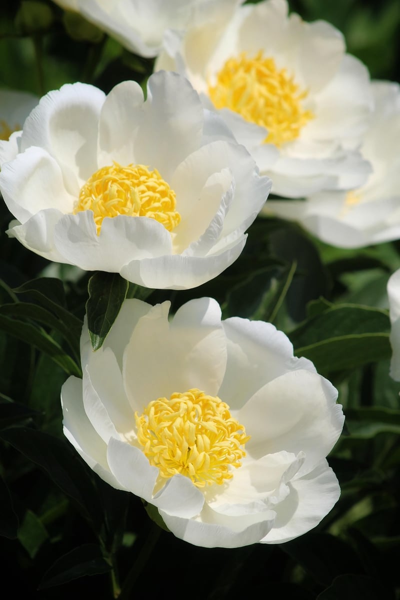 Gardening Crafts