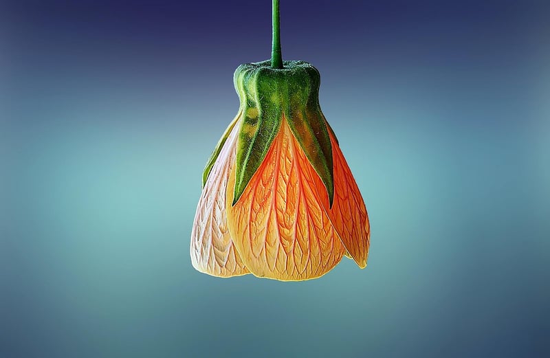 Hanging Plants